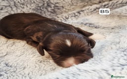 Cocker Spaniel dogs for sale: Stunning Working Cocker Spaniel Pups F1B  - Image 19