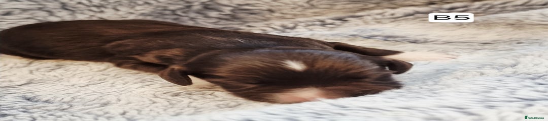 Cocker Spaniel Puppy 5