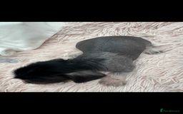 Dachshund dogs for sale: unique dachshund cross hairless Chines crested  - Image 5