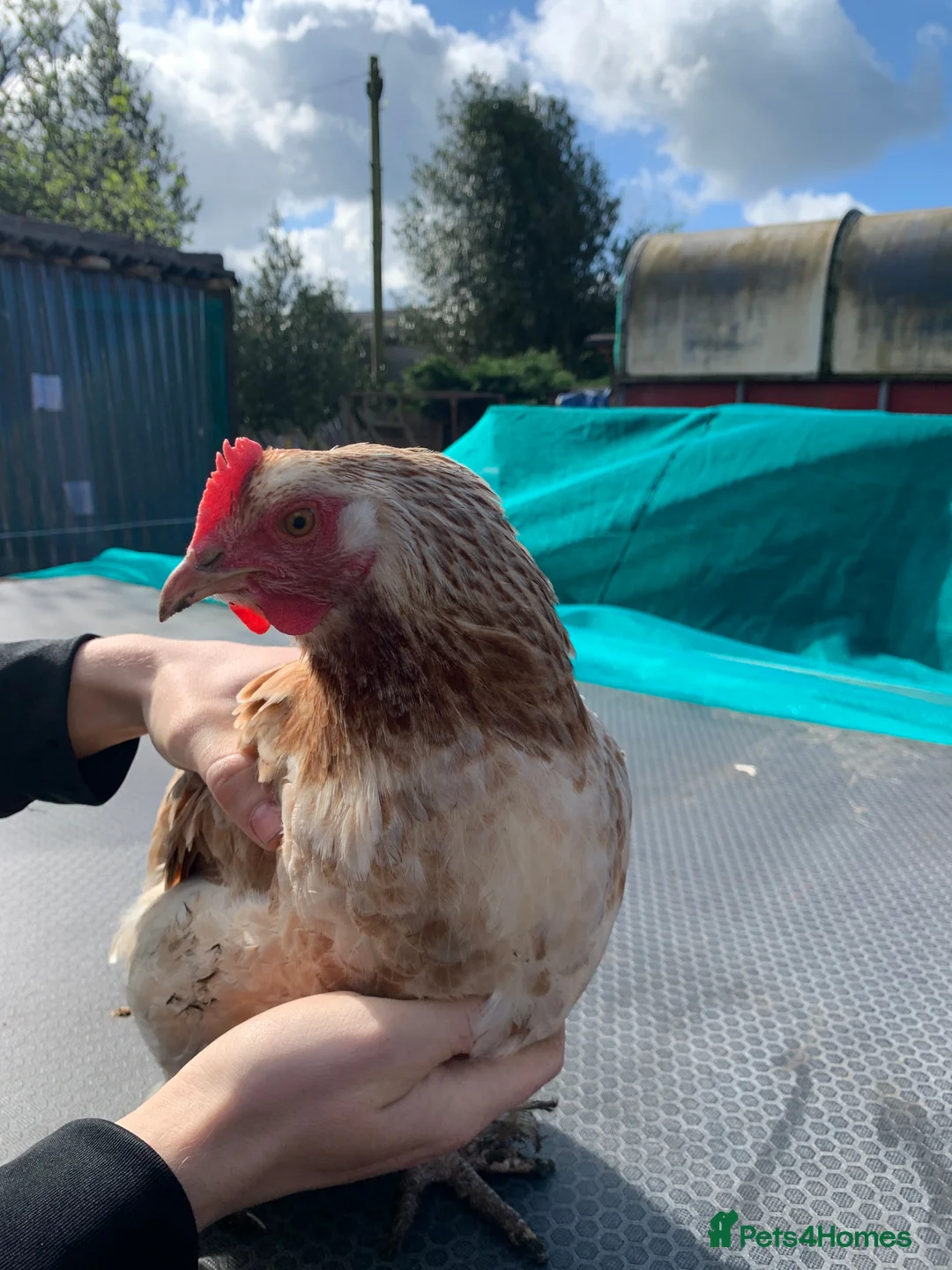Chickens poultry for sale: Salmon Faverolle Mix Chickens, 3 Hens, 1 Rooster - Advert 1