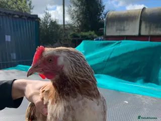 Chickens poultry Salmon Faverolle Mix Chickens, 3 Hens, 1 Rooster - Advert 2