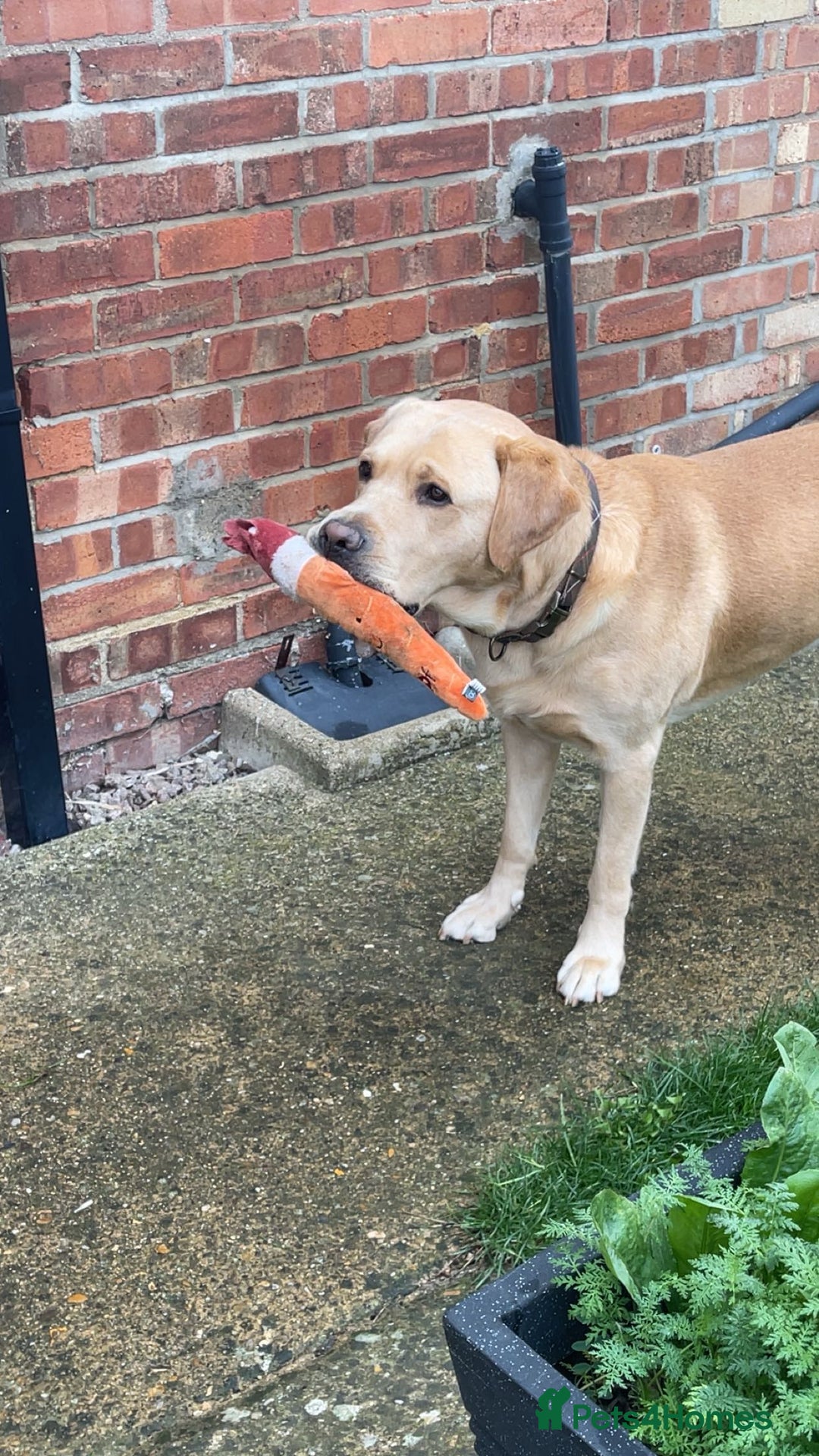 Labrador Retriever dogs for sale: Labrador for sale - Advert 7