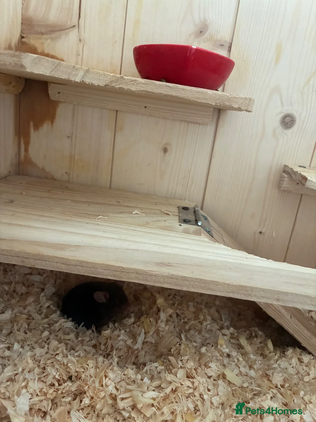 Mouse rodents for sale: 2 fancy mice and pawhut cage in Porth - Advert 3