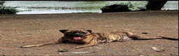 Presa Canario dogs for sale: Female presa 14 weeks in Faversham - Advert 1