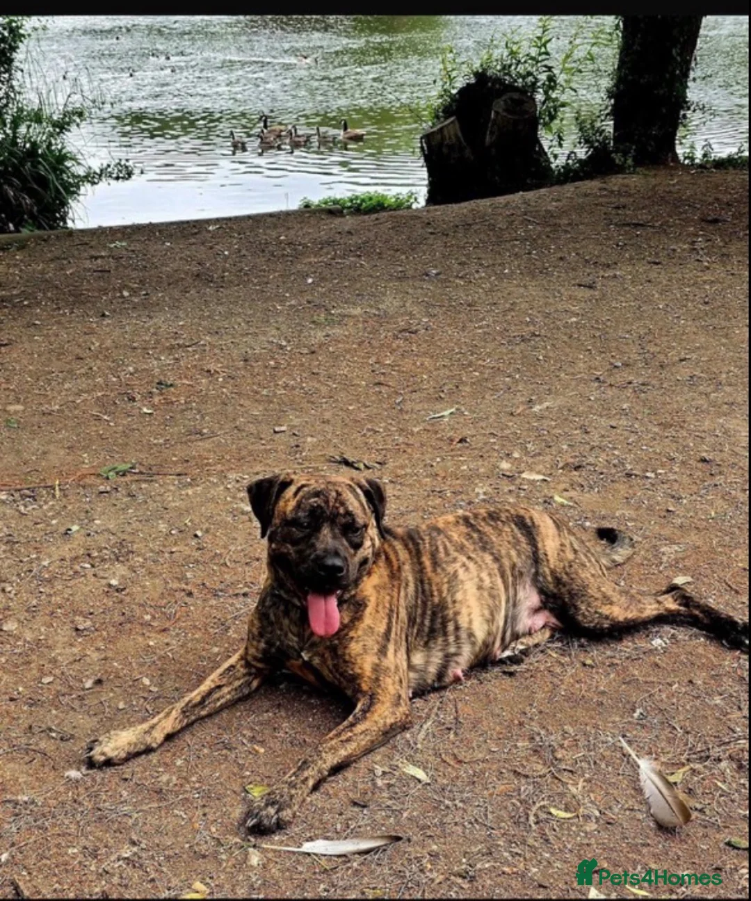 Presa Canario dogs for sale: Female presa 14 weeks in Faversham - Advert 1