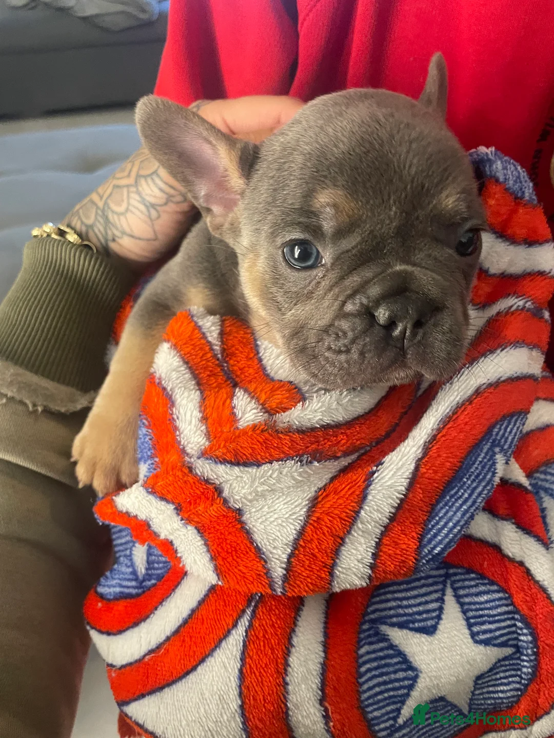 French Bulldog dogs for sale: Beautiful healthy French bulldogs  - Advert 2