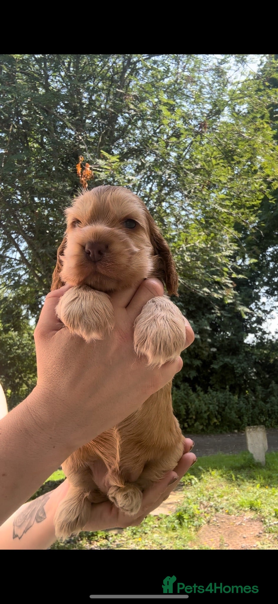 Cocker Spaniel dogs KC Registered Sable Show cocker spaniels  - Advert 1
