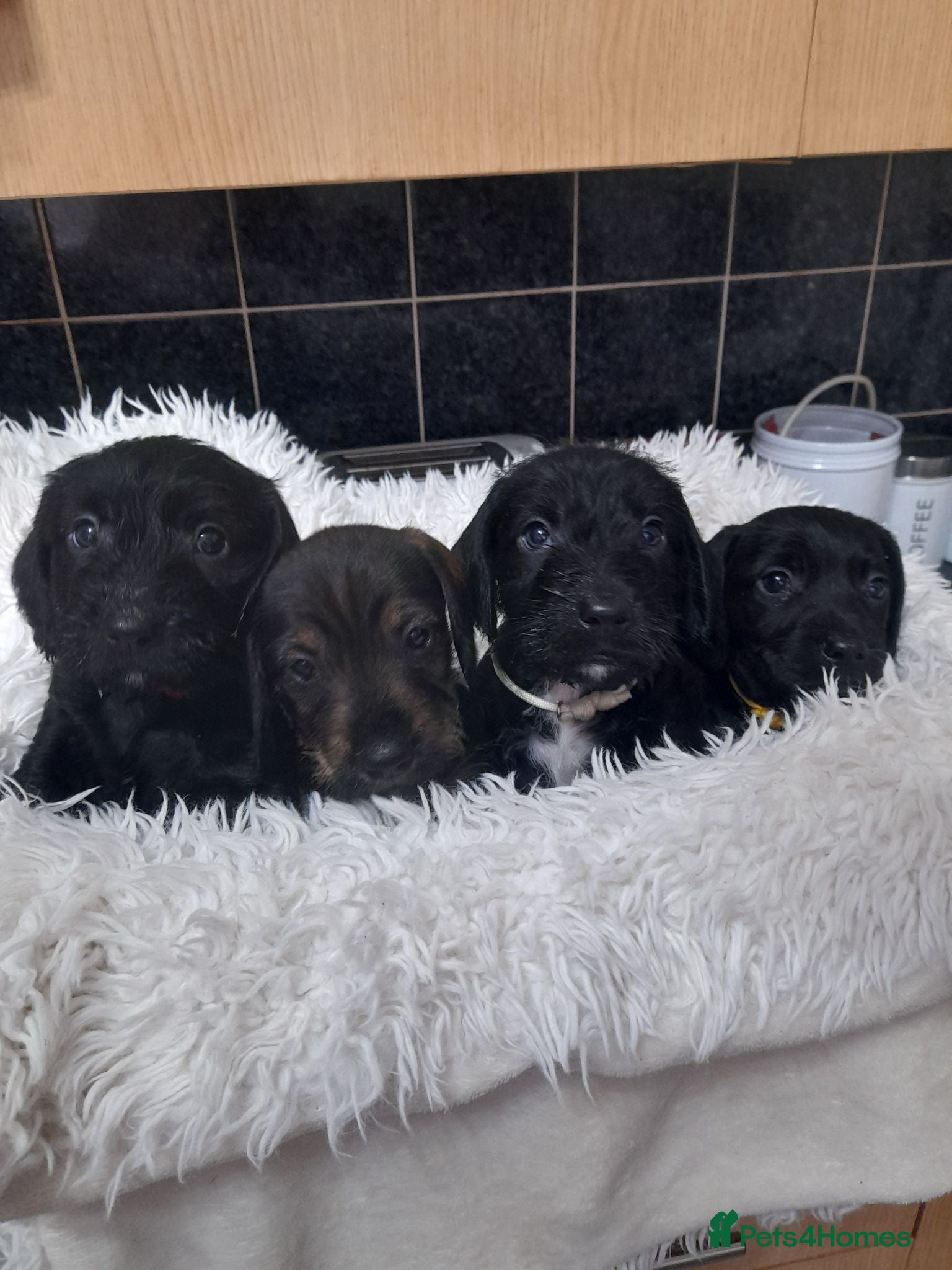 Dachshund dogs Wire haired daschound teckles - Advert 11