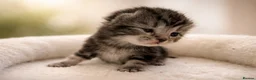 Norwegian Forest Cat cats for sale: 4 little beauties  - Advert 4