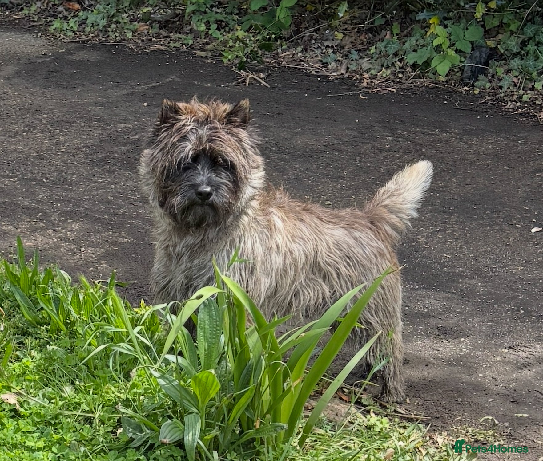 Cairn Terrier dogs Proven KC Registered Show Dog for Stud - Advert 1