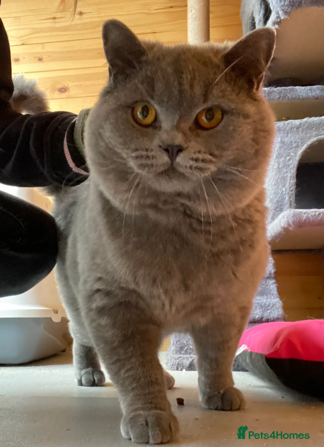 British Shorthair cats for stud: GCCF British Shorthair Blue&Chocolate Champions - Advert 11