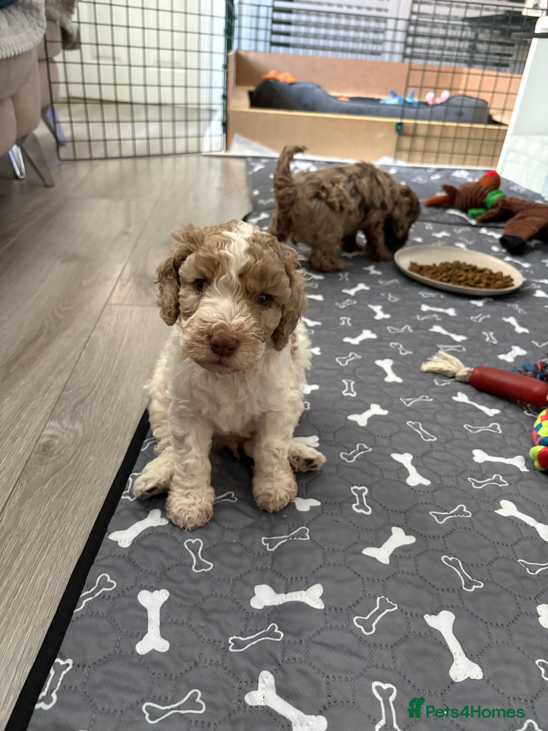 Mixed Breed cats for sale: 11 weeks old cockapoo called Bruce. Ready to go. - Advert 8