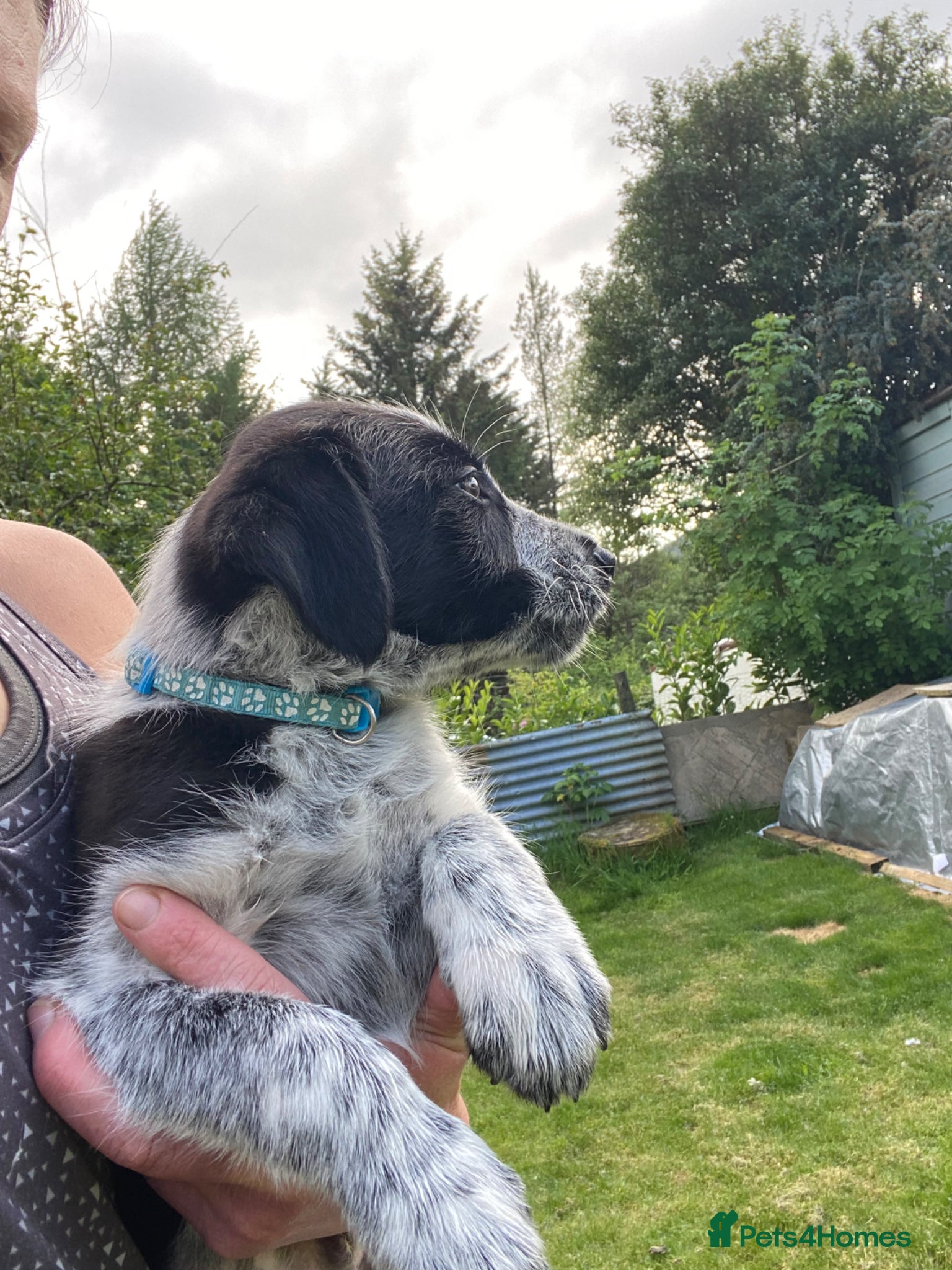 Mixed Breed dogs for sale: Border Collie Cross Pups ready for forever homes in Cairndow - Advert 22