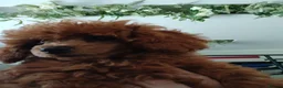 Toy Poodle dogs for sale: Toy poodle in Boston - Advert 6