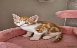 Mixed Breed cats for sale: 6 Beautiful Kittens British Shorthair Calico Cross - Image 20