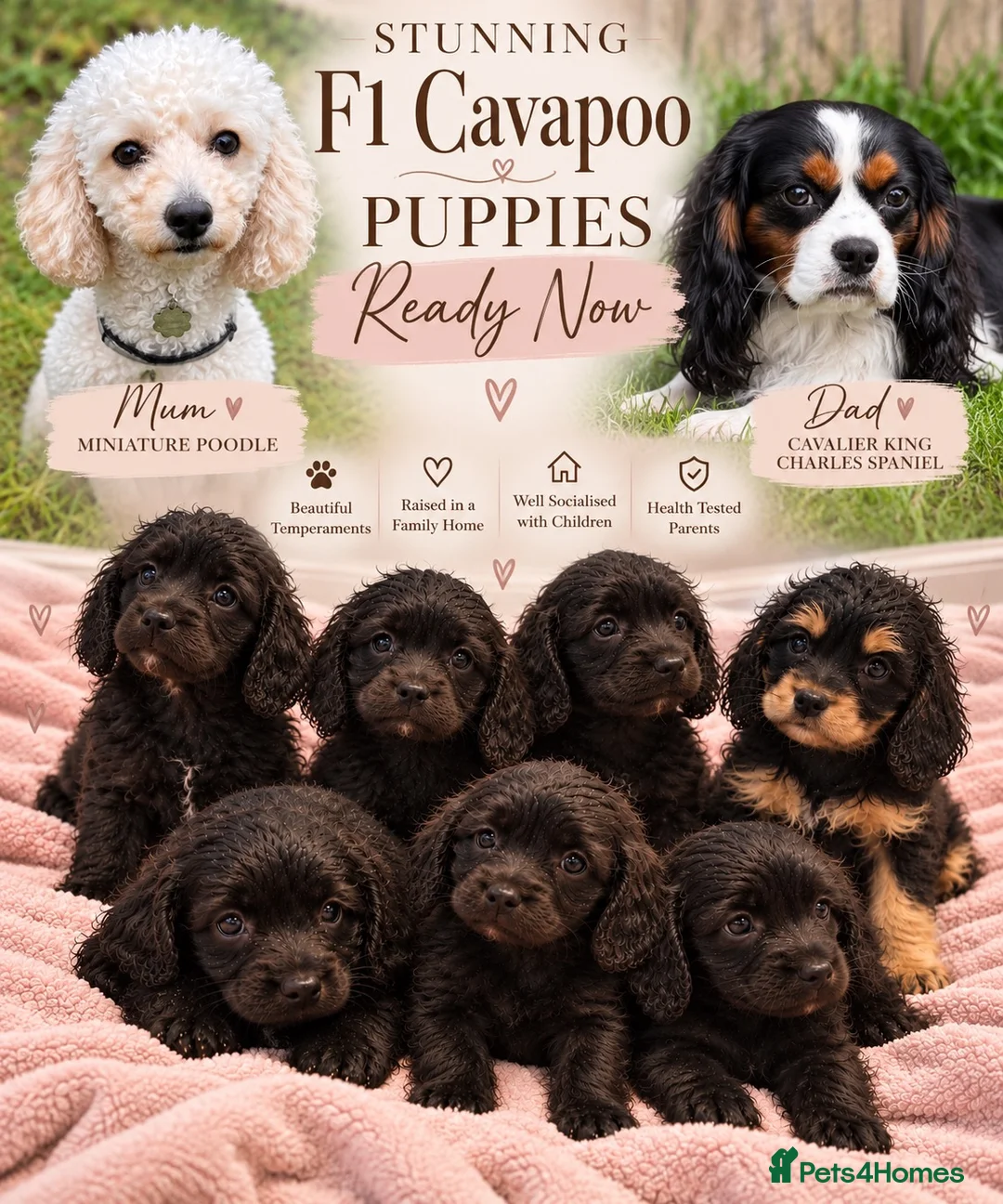 Cavapoo dogs for sale: 🐾🤍 STUNNING F1 CAVAPOO PUPPIES – READY NOW! 🤍🐾 - Advert 1