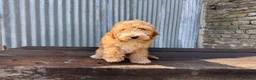 Cockapoo dogs for sale: Full Health tested Amazing obedience champion  - Advert 17