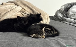 British Shorthair cats for sale: 2 beautiful kittens looking for a forever home.  - Image 5