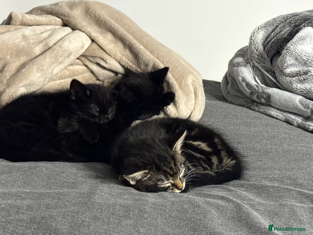 British Shorthair cats for sale: 2 beautiful kittens looking for a forever home.  - Image 5