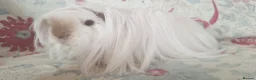 Guinea Pig rodents for sale: MEADOW SIDE CAVIES BABY GUINEA PIGS HEREFORDSHIRE  - Advert 24
