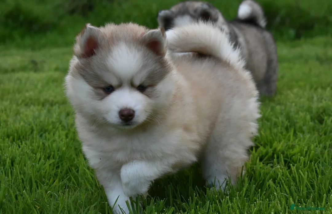 Pomsky dogs for sale: Stunning Pomsky puppies from health tested parents - Advert 32