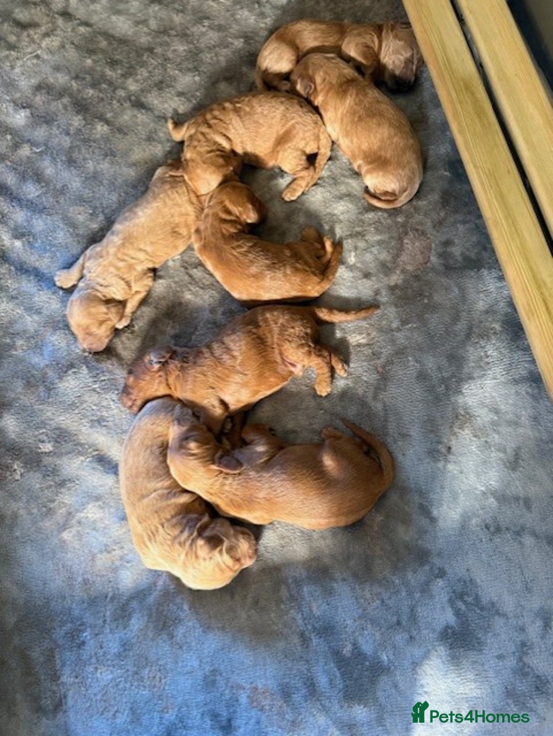 Labradoodle dogs for sale: Beautiful F1B Mini Labradoodles Hypoallergenic Red - Image 4