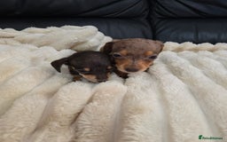 Miniature Dachshund dogs for sale: Miniature dachshunds  - Image 29