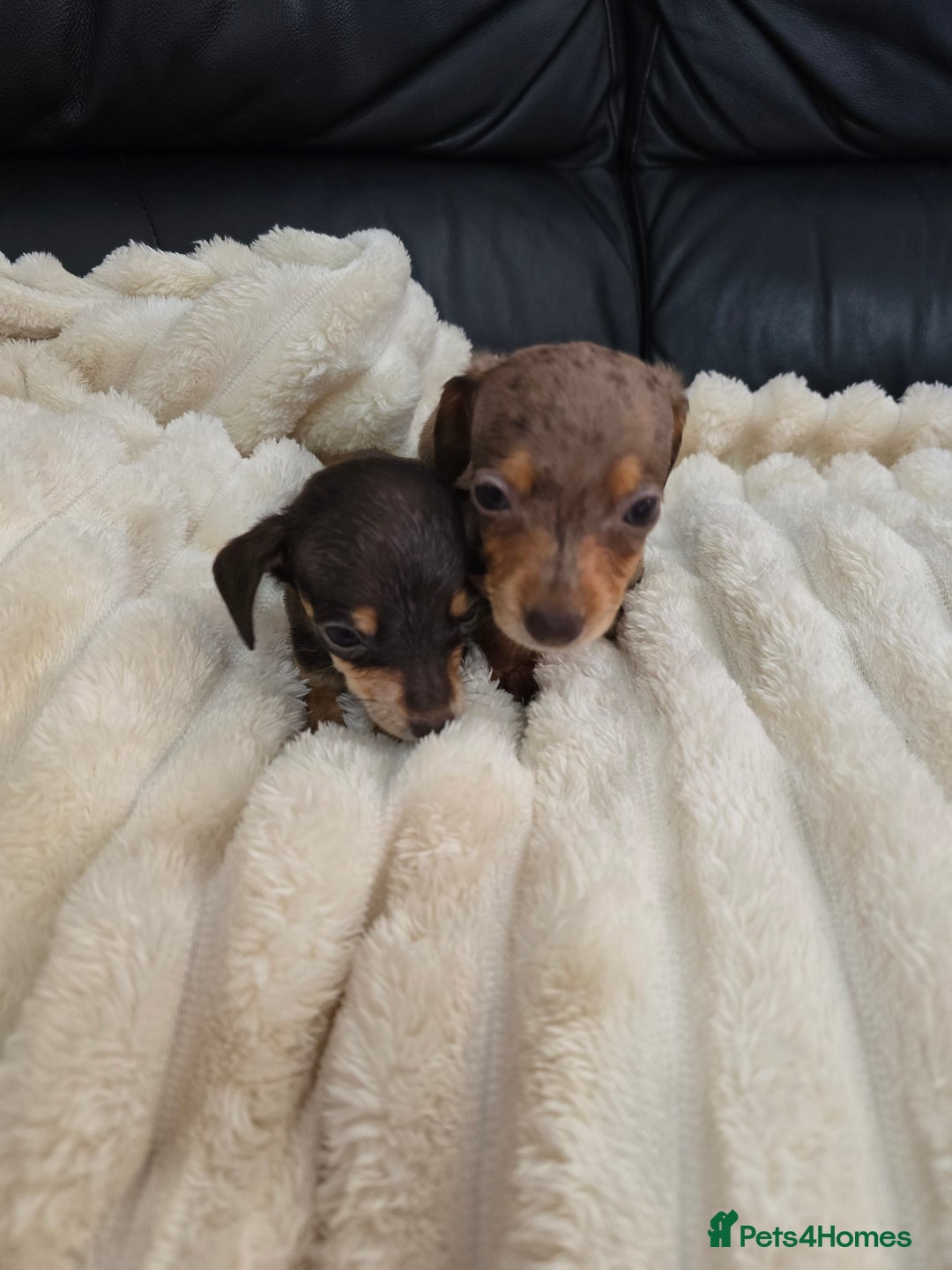 Miniature Dachshund dogs for sale: Miniature dachshunds  - Image 29