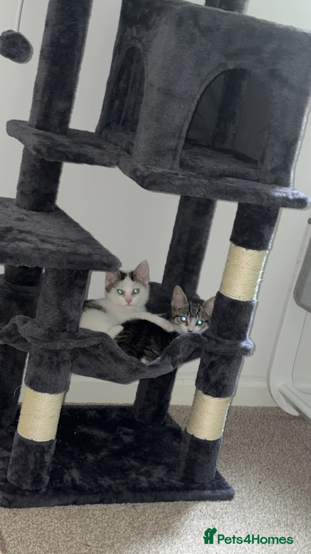 Mixed Breed cats for sale: Male and female kittens for sale  - Advert 10