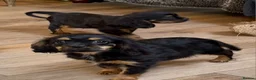 Cavalier King Charles Spaniel dogs for sale: Beautiful boys - Advert 1