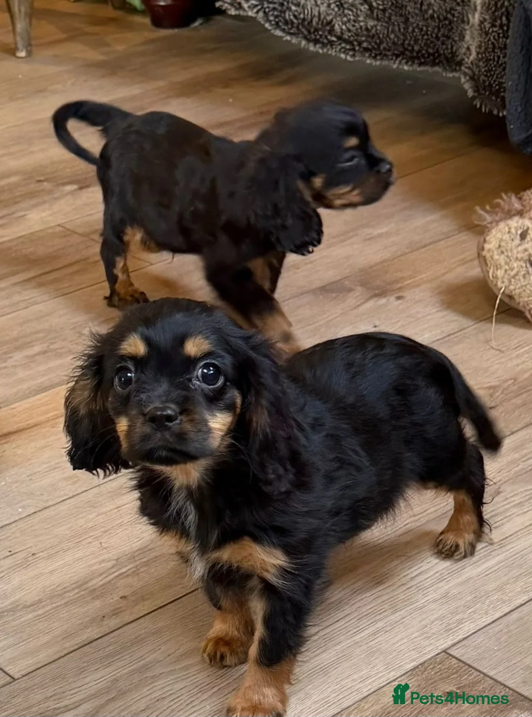 Cavalier King Charles Spaniel dogs for sale: Beautiful boys - Advert 1
