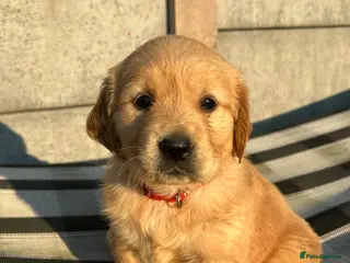 Golden Retriever dogs EXCEPȚIONAL GOLDEN RETRIEVER PUPPIES💙🩷 - Advert 10