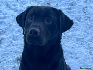 Labrador Retriever dogs STUNNING LABRADOR - STUD - Advert 14