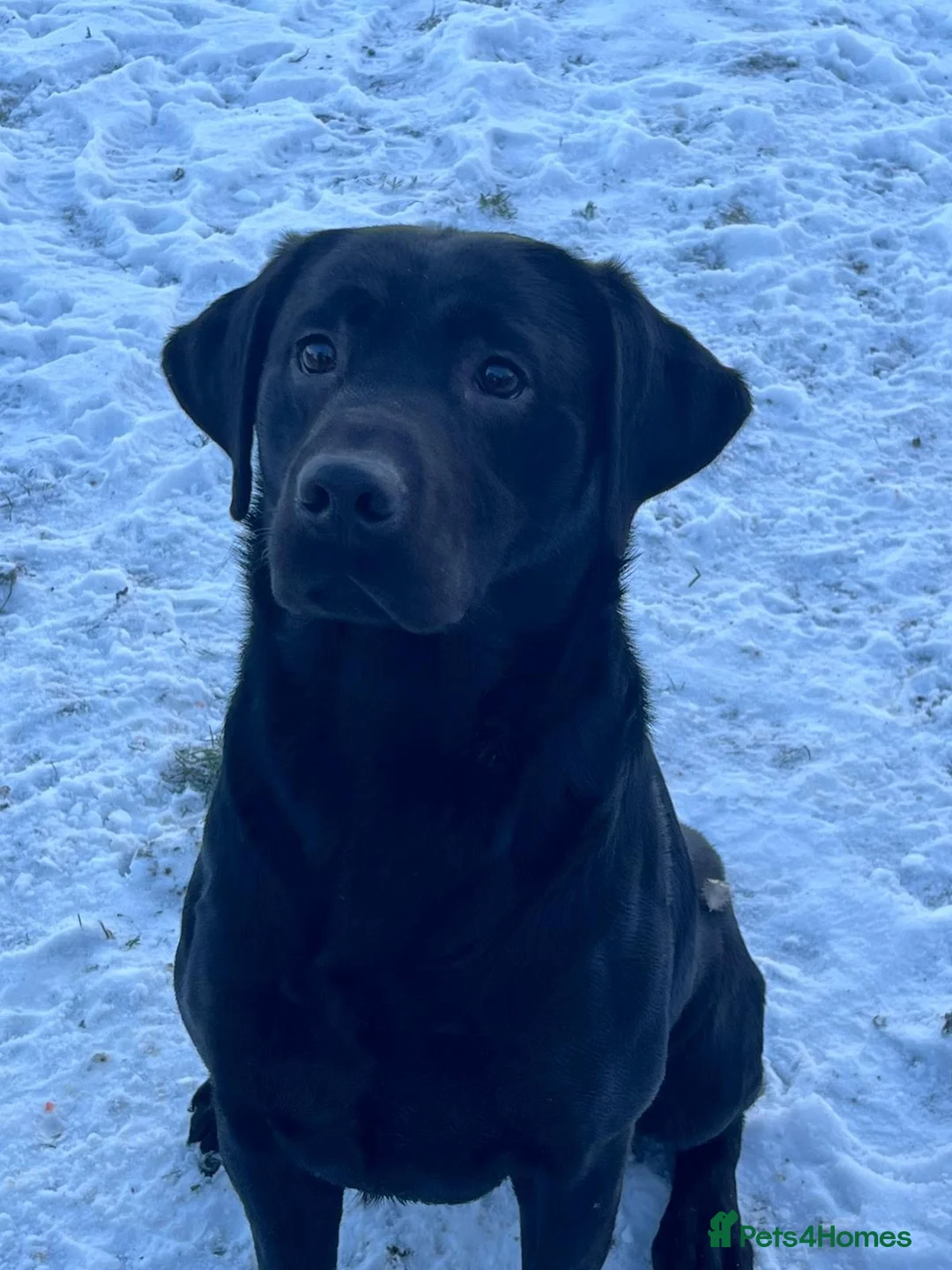 Labrador Retriever dogs for stud: STUNNING LABRADOR - STUD  - Advert 1