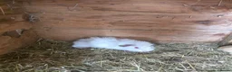 Guinea Pig rodents for sale: Male Guinea pigs - Advert 9