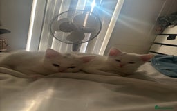 Turkish Angora cats for sale: ✨Adorable white kittens✨ - Image 2