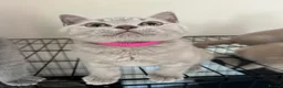 British Shorthair cats for sale: Lilac & Blue BSH’s GCCF available in 1 week 🩵💜 - Advert 22