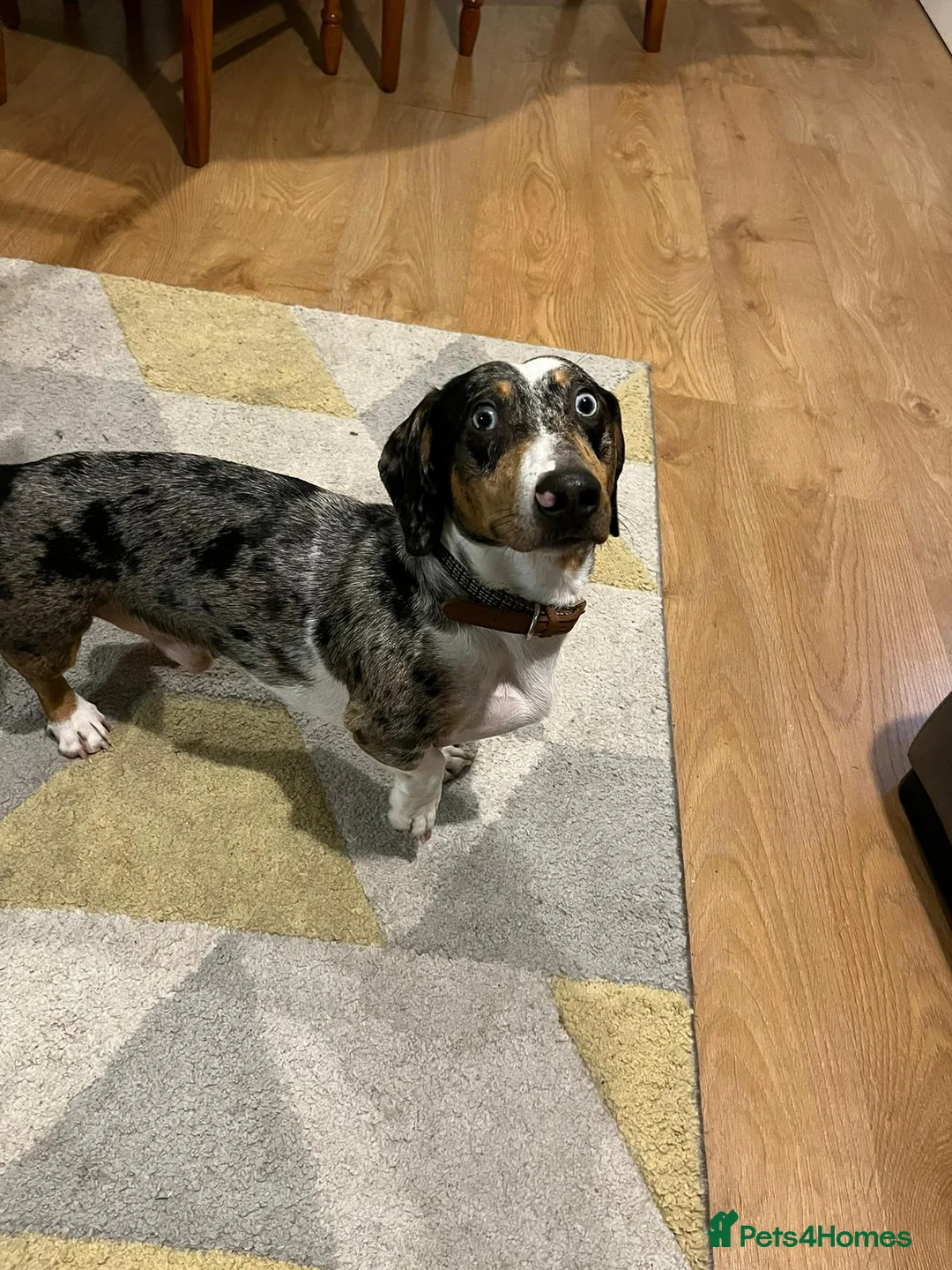 Mixed Breed dogs for adoption: 🐾Meet NORMAN 🐾 - a Lovely Boy for a Loving Home  - Advert 17