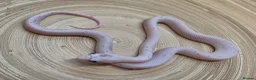 Corn Snake reptiles for sale: Palmetto and caramel palmetto corn snakes  - Advert 4