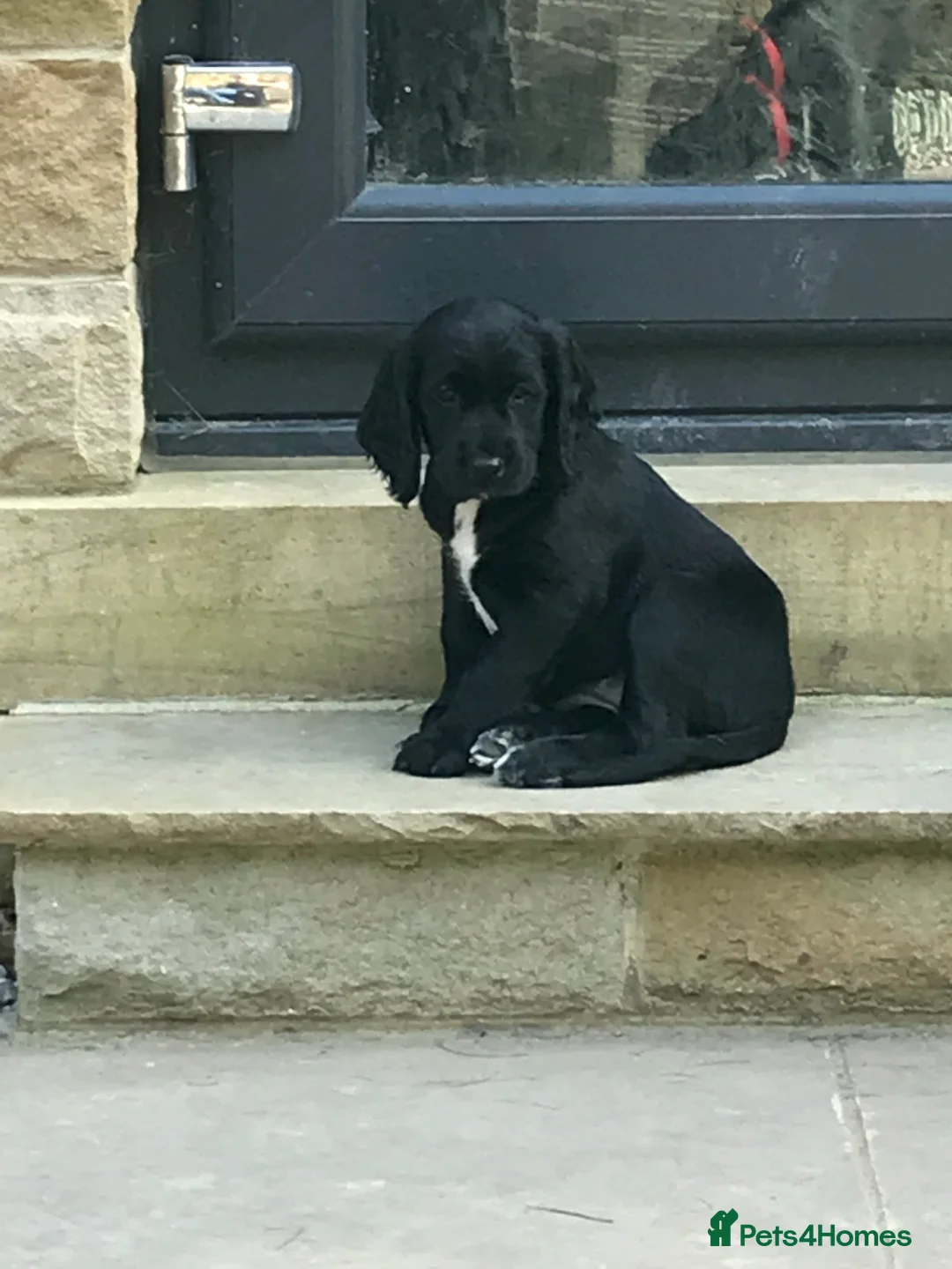 Cocker Spaniel dogs for stud: Cocker Spaniel for stud - NO FEE - Advert 10