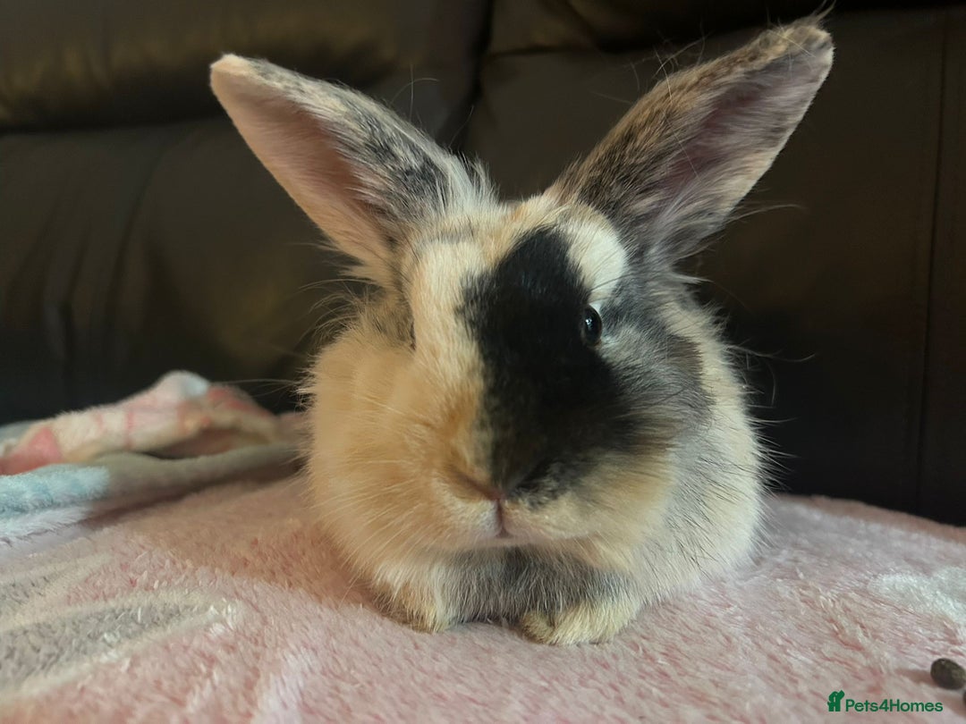 Dwarf Lop rabbits for sale: 2 female rabbits with large cage  - Image 4