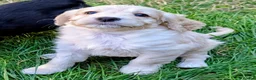 Cockapoo dogs for sale: Licensed breeder, health tested F1 cockapoos - Advert 9