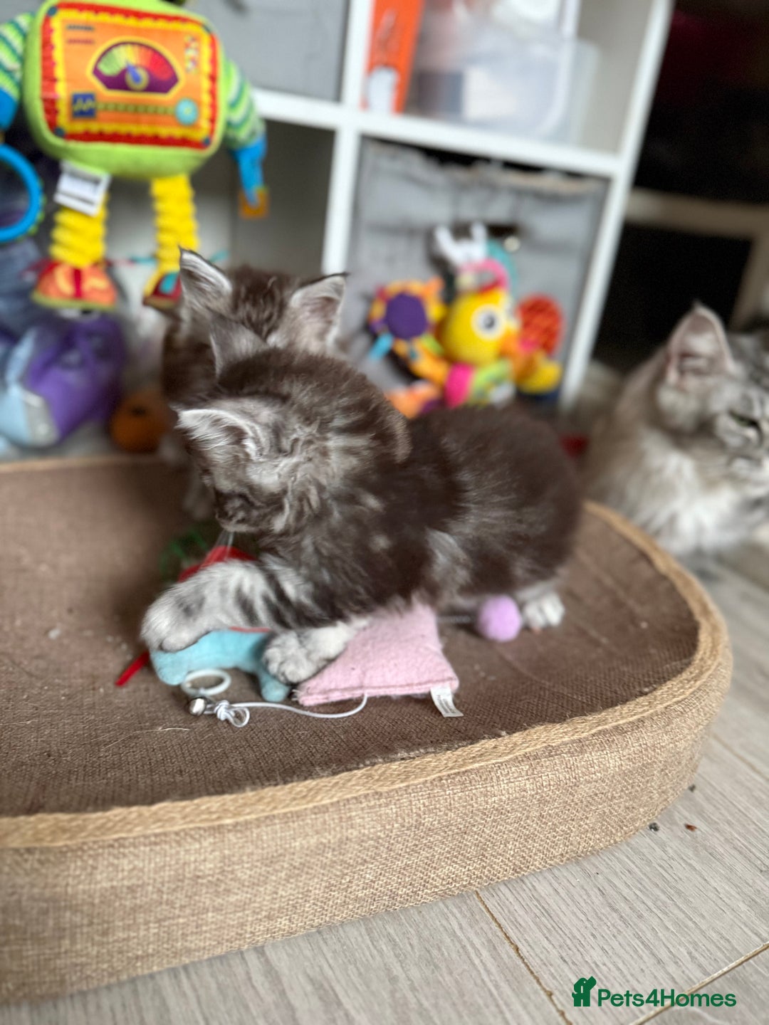 Maine Coon cats for sale: GCCF Maine coon stunning large kittens  - Advert 12