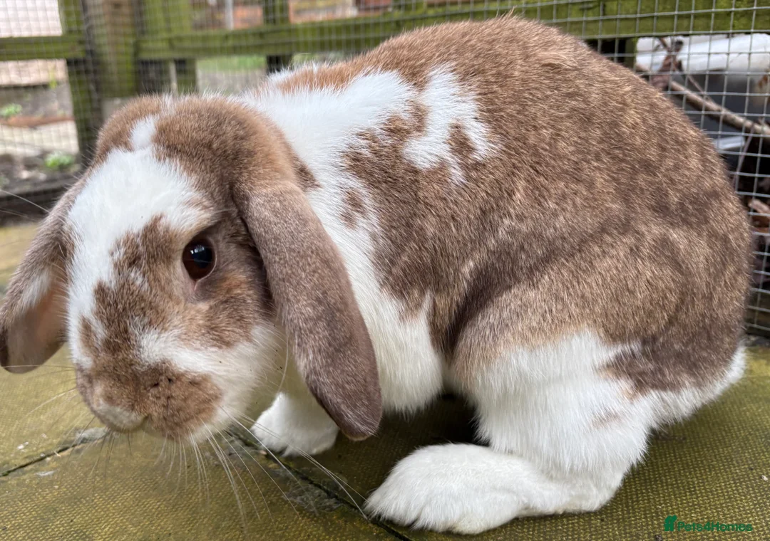 Mixed Breed rabbits for sale: Two Female Lop-Eared Rabbits in Neston - Advert 3