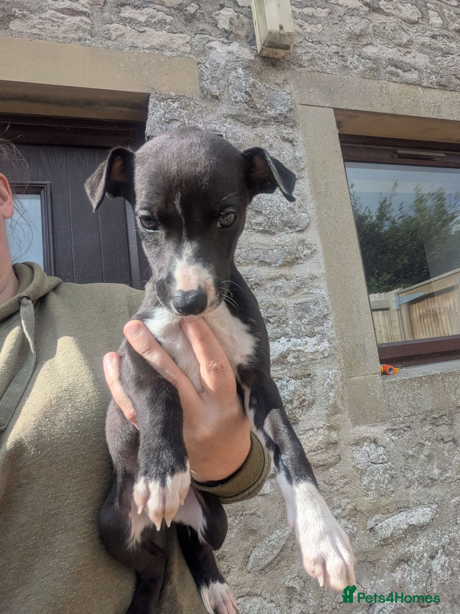 Whippet dogs KC REGISTERED WHIPPET PUPPIES – READY 31ST AUGUST - Advert 7