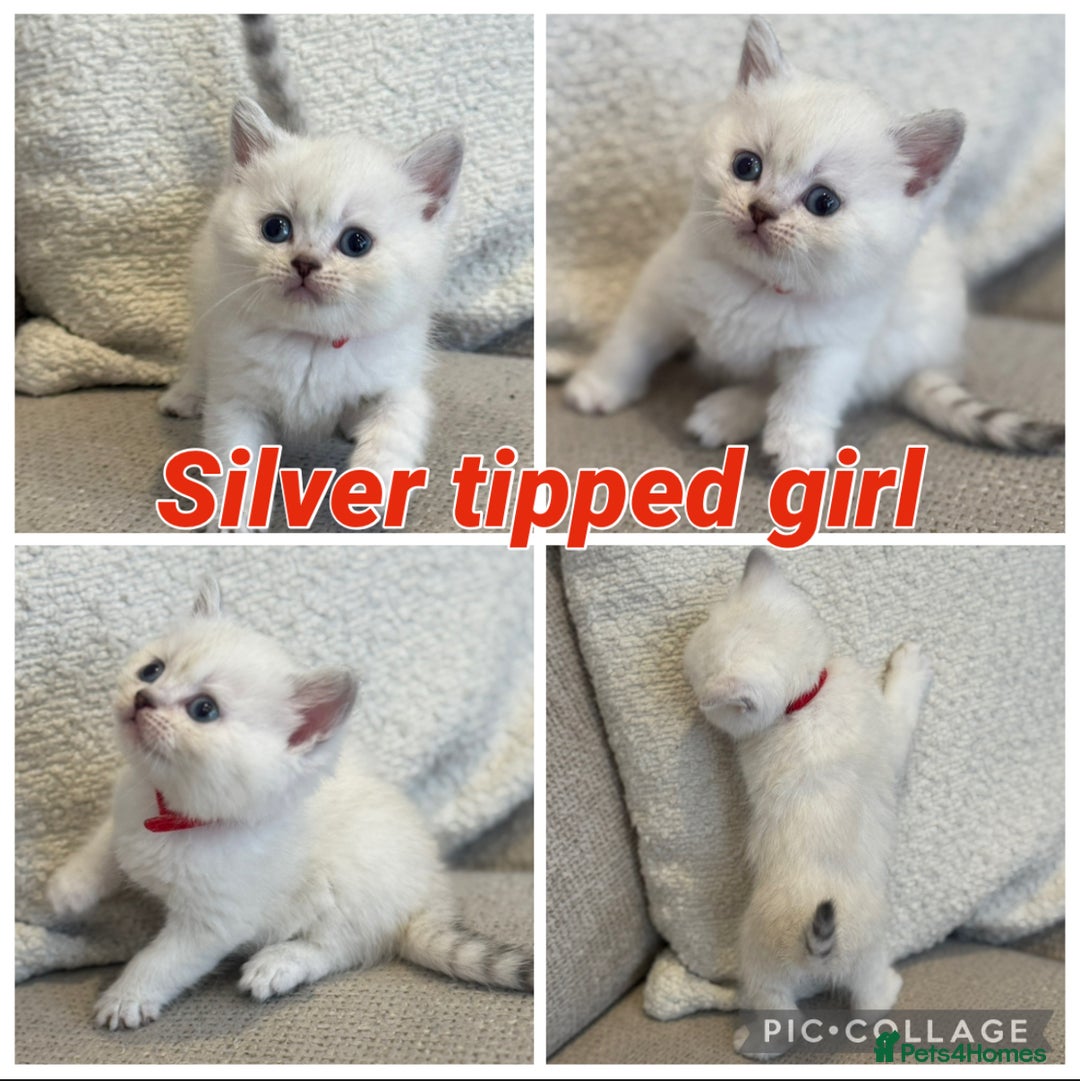 British Shorthair cats for sale: Silver and golden kittens - Advert 5