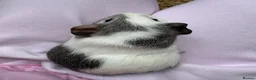Guinea Pig rodents for sale: Really friendly bonded baby boys available  - Advert 12