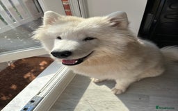 Samoyed dogs for sale: Beautiful samoyed - Image 4