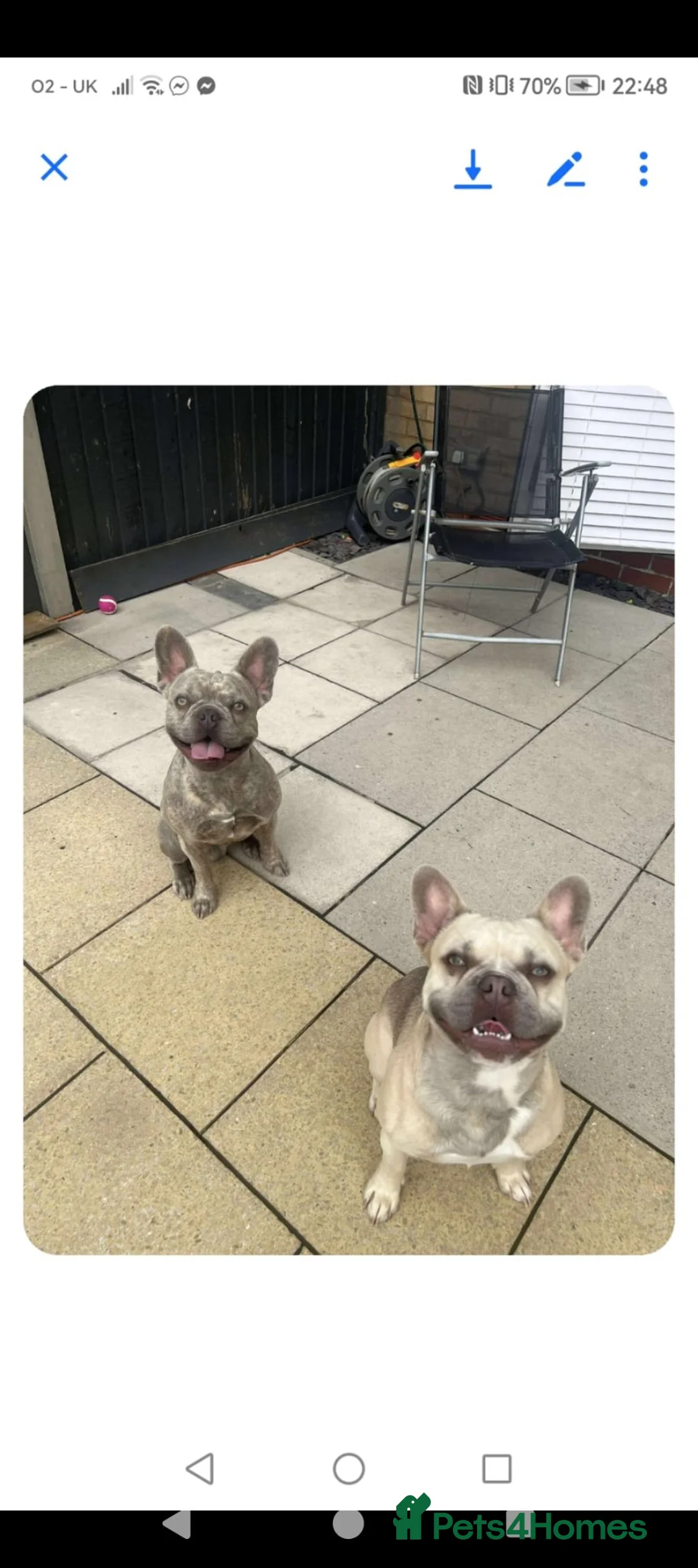 French Bulldog dogs for sale: Cream male lovable french bulldog  in Beverley - Advert 11