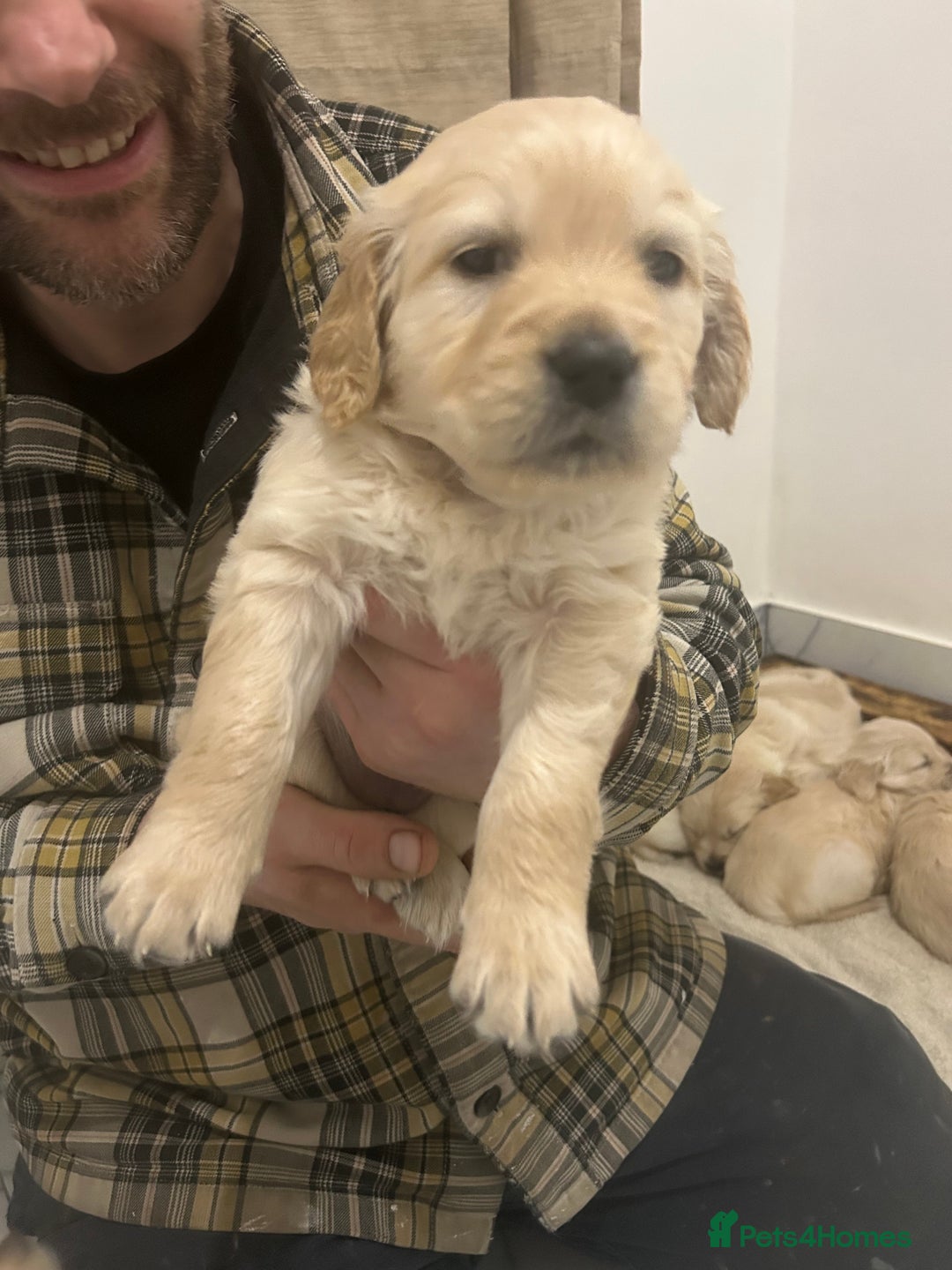 Golden Retriever dogs for sale: Pure breed, show line, ready 23/12/25  - Advert 12